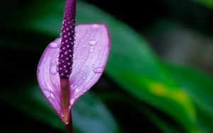 Preview wallpaper anthurium, flower, drops, macro