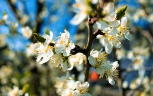 Preview wallpaper apricot flowers, apricot, flowers, spring, petals