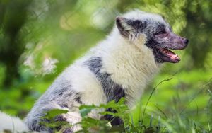 Preview wallpaper arctic fox, fox, wildlife, grass