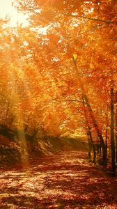 Preview wallpaper autumn, forest, park, foliage, sunlight