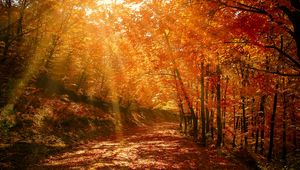 Preview wallpaper autumn, forest, park, foliage, sunlight