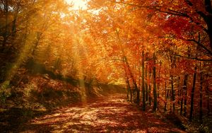 Preview wallpaper autumn, forest, park, foliage, sunlight