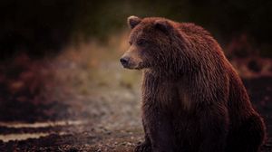 Preview wallpaper bear, brown, wet, sits, toed