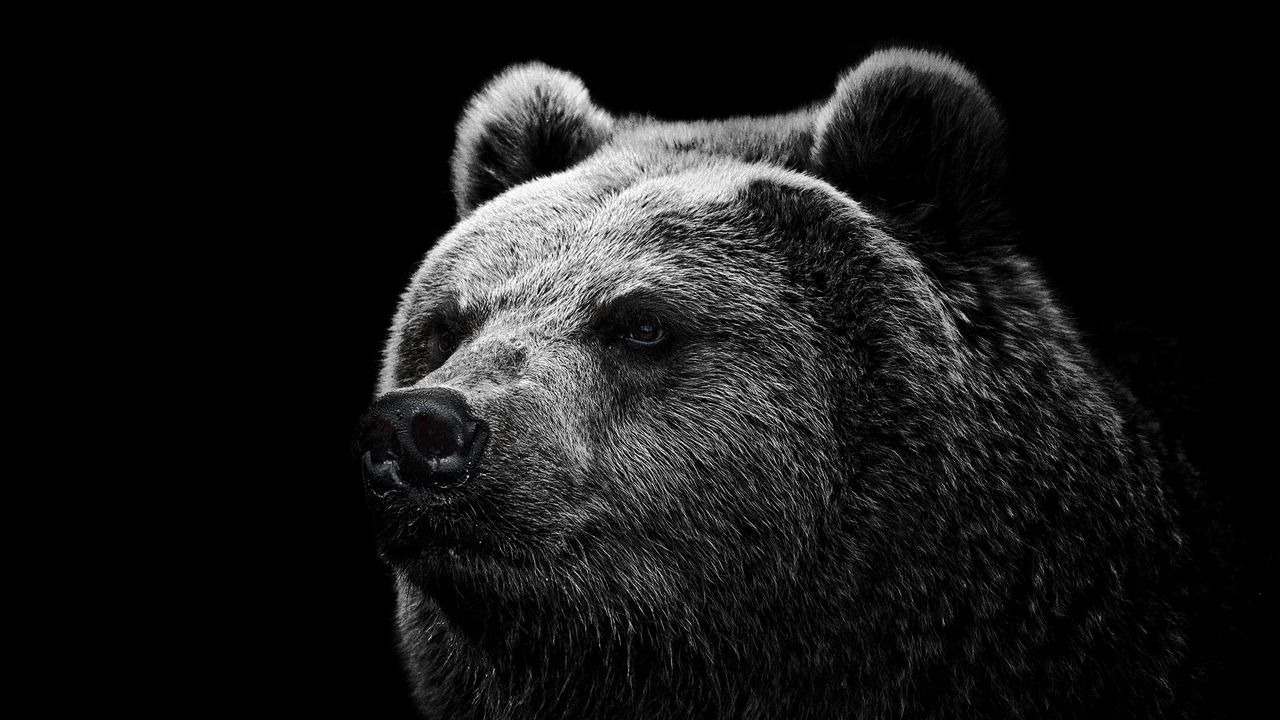 Wallpaper bear, grizzly bear, eyes, nose