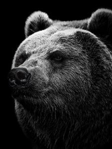 Preview wallpaper bear, grizzly bear, eyes, nose