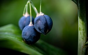 Preview wallpaper berries, blue, macro, plant