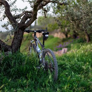 Preview wallpaper bicycle, grass, trees