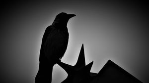 Preview wallpaper bird, monochrome, silhouettes, dark