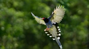 Preview wallpaper bird, wings, bokeh, background