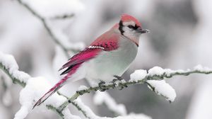 Preview wallpaper bird, winter, snow, branch, nature