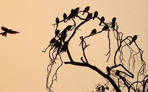 Preview wallpaper birds, branch, tree, silhouettes, dark