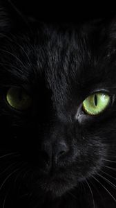 Preview wallpaper black cat, muzzle, look