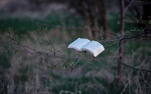 Preview wallpaper book, tree, branches