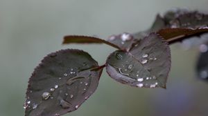 Preview wallpaper branch, rose, leaves, drops