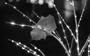 Preview wallpaper branches, garland, leaf, black and white