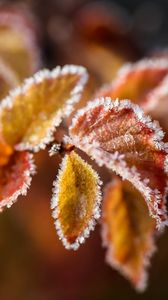 Preview wallpaper branches, leaves, frost