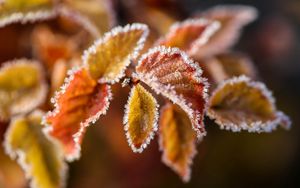 Preview wallpaper branches, leaves, frost