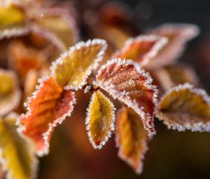 Preview wallpaper branches, leaves, frost