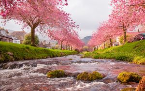 Preview wallpaper bridge, river, flow, sakura