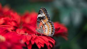 Preview wallpaper butterfly, wings, bright, flower, blur