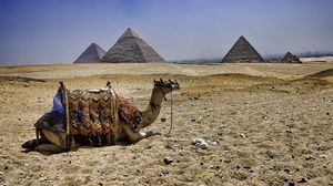 Preview wallpaper camel, pyramids, egypt