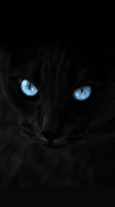 Preview wallpaper cat, black, blue-eyed, glance