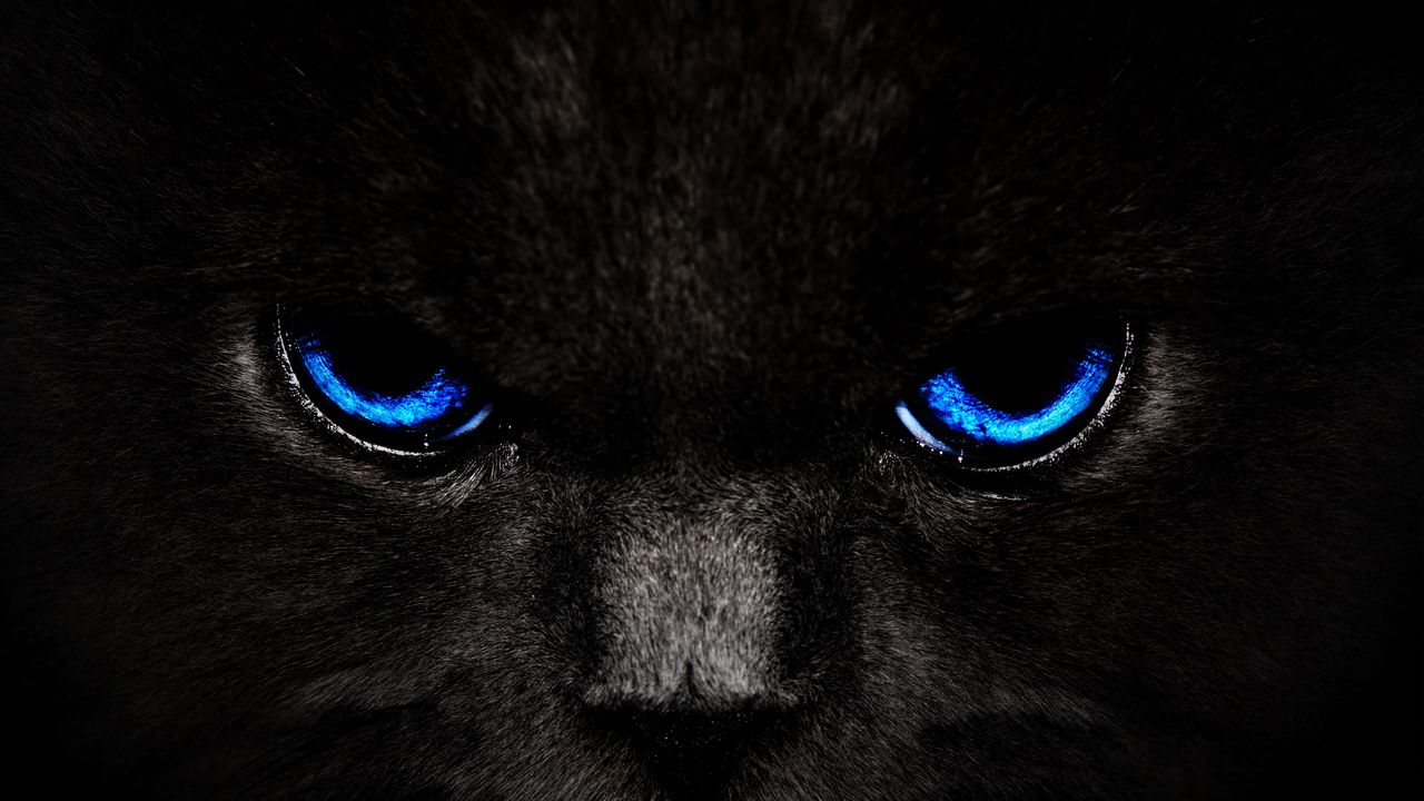 Wallpaper cat, eyes, blue, glance, dark