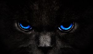 Preview wallpaper cat, eyes, blue, glance, dark