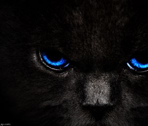 Preview wallpaper cat, eyes, blue, glance, dark