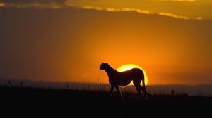 Preview wallpaper cheetah, big cat, carnivore, sun, silhouette, sky, sunset