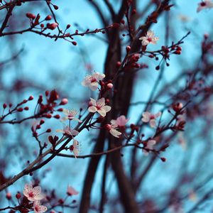 Preview wallpaper cherry, bloom, spring, branches, flowers