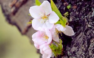 Preview wallpaper cherry, flowers, bark, tree, macro