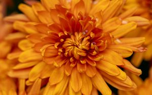 Preview wallpaper chrysanthemum, flower, macro, orange, petals