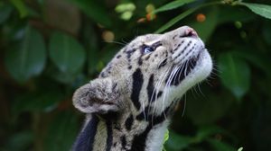 Preview wallpaper clouded leopard, wild cat, snout, spotted