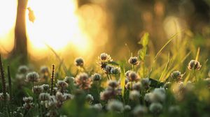 Preview wallpaper clover, nature, plants, morning, light, grass