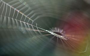 Preview wallpaper cobweb, blur, macro, light