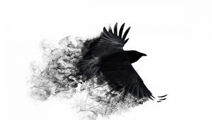 Preview wallpaper crow, wings, bird swing