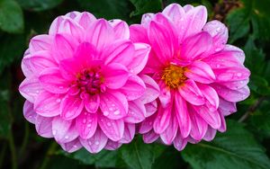 Preview wallpaper dahlia, flower, petals, macro, pink, drops, rain