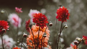 Preview wallpaper dahlias, flowerbed, buds, blossoms