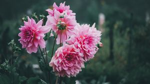 Preview wallpaper dahlias, flowers, pink, petals, bud