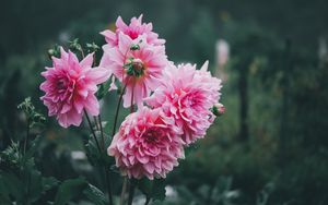 Preview wallpaper dahlias, flowers, pink, petals, bud