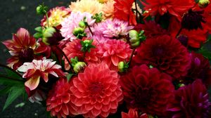 Preview wallpaper dahlias, red, bright, different, bouquet