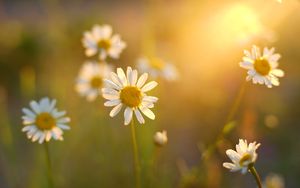 Preview wallpaper daisies, flowers, light, petals, summer