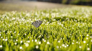 Preview wallpaper dew, grass, butterfly, insect, sunlight