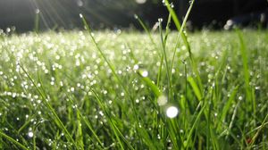 Preview wallpaper dew, grass, drops, green, summer, morning