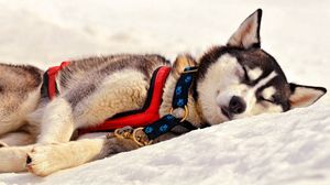 Preview wallpaper dog, husky, muzzle, sleep, grass, team