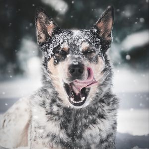 Preview wallpaper dog, protruding tongue, snow