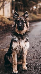 Preview wallpaper dog, shepherd, sits