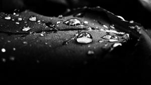 Preview wallpaper drops, dew, surface, shadow, black and white