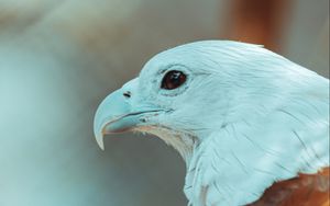 Preview wallpaper eagle, beak, feathers, bird, wildlife